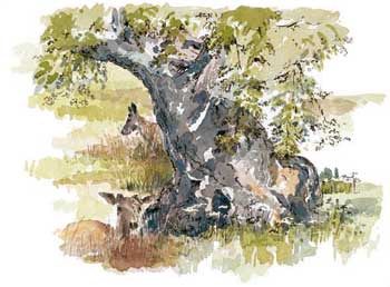 A large picture of Oaks and Deer at Bradgate Park
