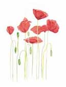 A thumbnail picture of Poppies